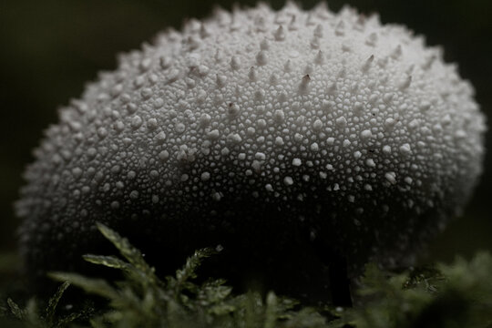 Extreme macro close-up of a white puffball mushroom showing its dense spiny surface texture in a dark forest setting