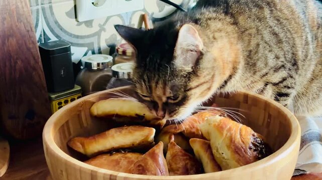 Horizontal video of a funny domestic tabby cat secretly eating fresh homemade meat samsa from a big rustic wooden bowl on kitchen table, naughty curious pet animal stealing food at cozy home.