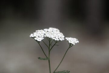 White yarrow flowers blooming against soft blurred natural background with copy space © Edijs