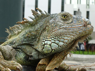 Side profile portrait of a large green iguana head showing detailed scales in seminario park, Guayaquil, Ecuador © Christian