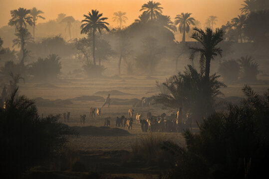 Zhob, Balochistan, Pakistan - 16 October 2020: View of shepherds tending to their flock of goats in a misty, palm-filled landscape at golden hour.