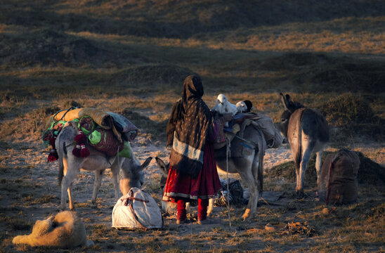 Zhob, Balochistan, Pakistan - 16 October 2020: View of a shepherd woman in traditional clothing traveling with donkeys carrying supplies and young goats across a rural landscape at sunset.