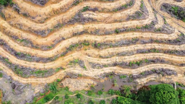 Aerial view of deforestation for palm oil plantation with terraced land clearing and exposed soil in a tropical landscape in Langkat, North Sumatera, Indonesia.