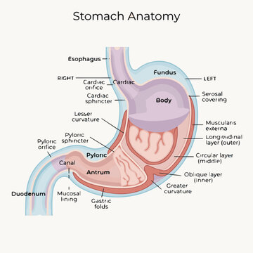 Diagram of stomach anatomy with clear labels showing fundus body antrum pyloric sphincter esophagus lesser curvature and duodenum.