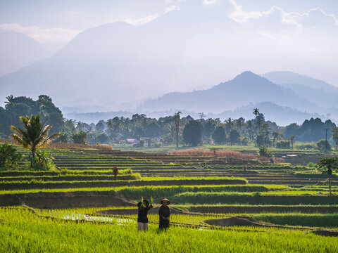 Indonesia - 31 August 2026: View of two farmers working in the lush green rice terraces with distant mountains under a soft morning sky.