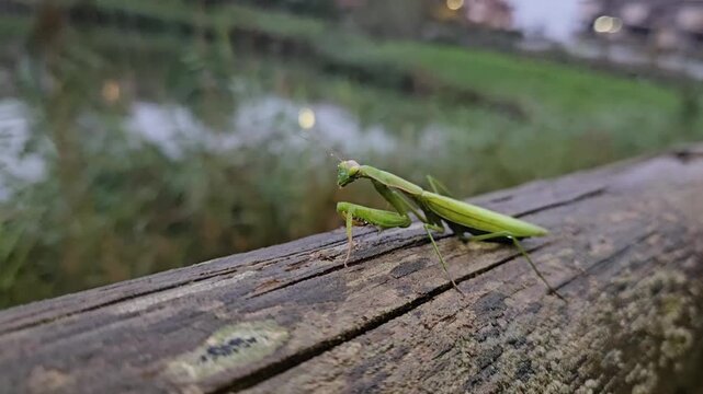 Green hierodula praying mantis covered in raindrops rests on a wooden railing after rainfall. The non-native predator suddenly turns its head toward the camera in a dramatic close-up.