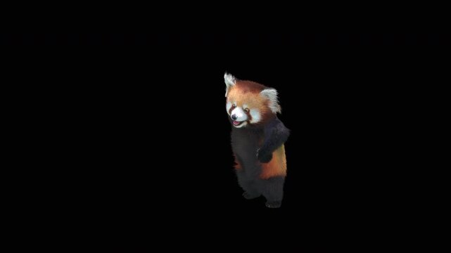 Cute 3D animated red panda dancing rumba with alpha channel. Cartoon animal character isolated for compositing, motion graphics, video editing, and digital content creation.
