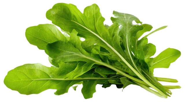 Fresh green arugula rocket leaves with visible water droplets showing healthy salad ingredient texture and organic vegetable nutrition isolated on white background