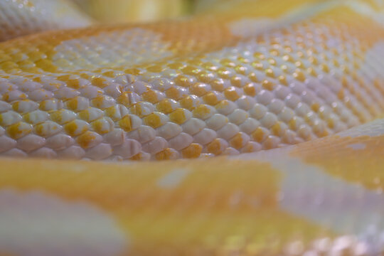 Close-up of deformed scales on the body of an albino Burmese python.