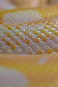 Close-up of deformed scales on the body of an albino Burmese python.