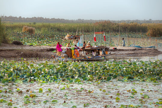 Taunsa, Punjab, Pakistan - 05 March 2017: View of the Mohana people on a traditional wooden boat navigating through lotus flowers on the Indus River, with reeds and a clear sky in the background.