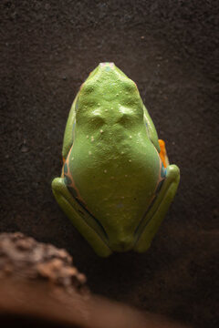 Red-eyed tree frog on the terrarium glass.