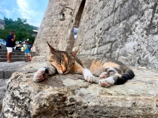 cat © Lazar