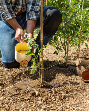 Close-up of a farmer's hands watering a tomato plant in an organic field with an old metal watering can. Garden work in spring. Traditional agriculture.