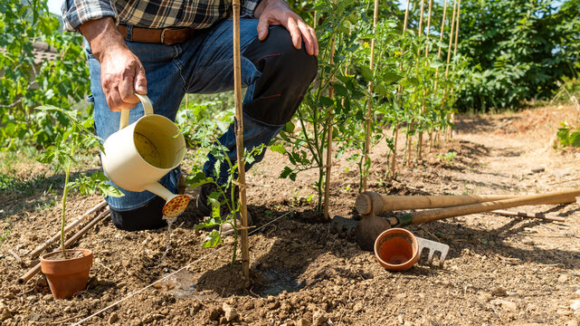 Close-up of a farmer's hands watering a tomato plant in an organic field with an old metal watering can. Garden work in spring. Traditional agriculture.