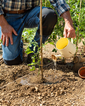 Close-up of a farmer's hands watering a tomato plant in an organic field with an old metal watering can. Garden work in spring. Traditional agriculture.