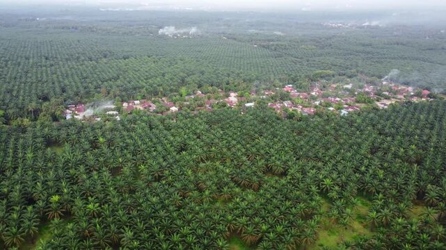 Aerial view of a vast palm oil plantation surrounding a small village with houses and trees in Langkat, North Sumatera, Indonesia.