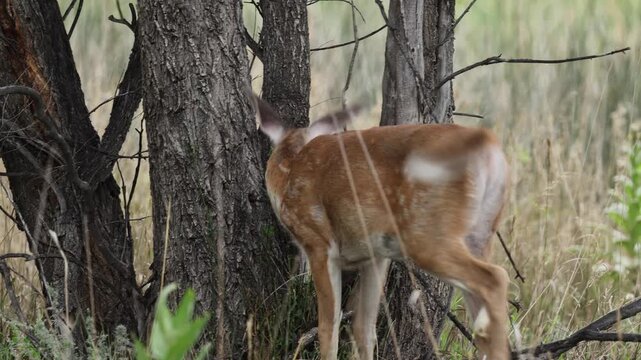 Mule Deer Strolling Through a Colorado Park