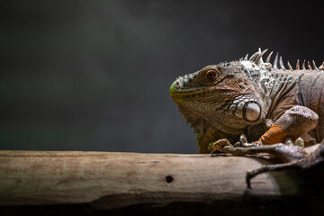 Fototapeta premium Close-up of a green iguana head on a barkless log in a terrarium.