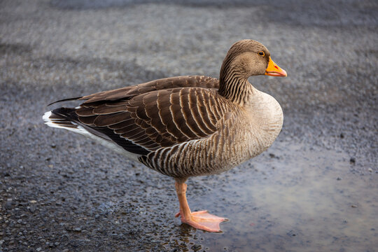 Greylag goose (Anser anser) standing by puddle on ground in Iceland