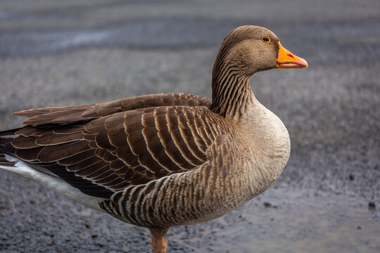 Greylag goose Anser anser standing on ground in Iceland