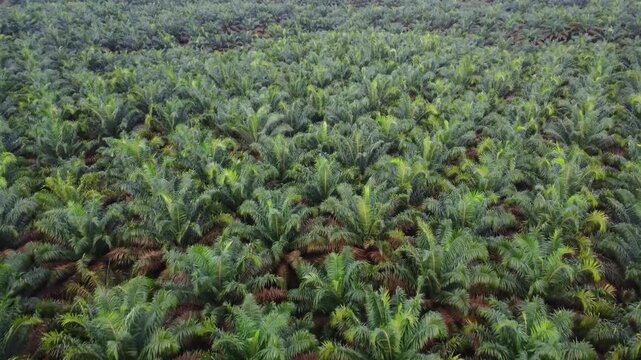 Aerial view of vast palm oil plantation with rows of green trees in Langkat, North Sumatera, Indonesia.