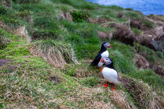 Atlantic puffin pair standing on grassy cliff slope at Hafnarholmi Iceland