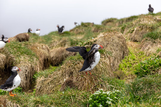 Atlantic puffin flapping wings on grassy cliff at Hafnarholmi Iceland