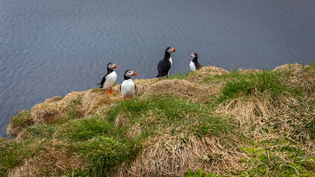 Atlantic puffin group on grassy sea cliff ridge at Hafnarholmi Iceland