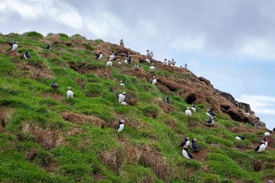 Atlantic puffin colony nesting on grassy mountain cliff at Hafnarholmi Iceland