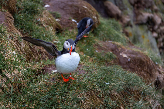 Atlantic puffin with open spread wings on grassy cliff at Hafnarholmi Iceland