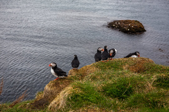 Atlantic puffin flock on grassy sea cliff ledge at Hafnarholmi Iceland