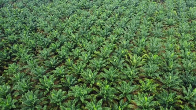 Aerial view of vast palm oil plantation with rows of green trees in the countryside Langkat, North Sumatera, Indonesia.