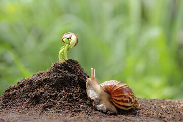 Seeds germinate and grow with green background. © Sanit