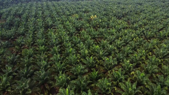 Aerial view of rows of green palm oil trees in a vast plantation in Langkat, North Sumatera, Indonesia.