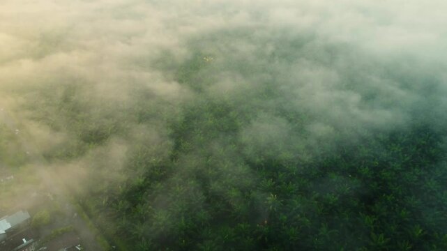 Aerial view of a lush palm oil plantation partially obscured by dense morning mist in Langkat, North Sumatera, Indonesia.