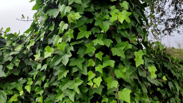 Common Ivy Climbing and Covering the Trunk of a Holm Oak