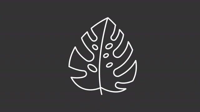 Animated monstera deliciosa leaf line icon. Tropical nature plant animation. Botanical leaf. Natural fenestration hole details. Isolated element on dark background. Alpha transparent video