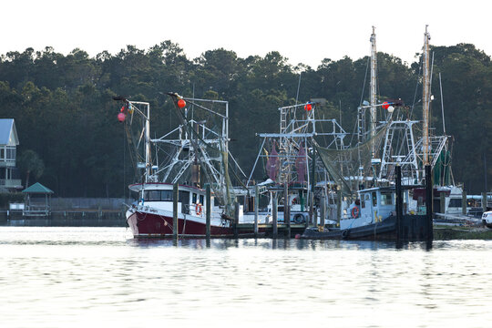 Shrimp Boats Docked in the Harbor at Gulf Shores Alabama During Early Morning Hours With Still Water and Trees in the Background