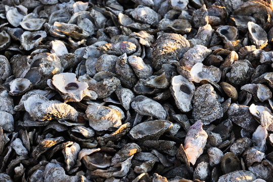 Oyster Shells Scattered on the Ground in Gulf Shores Alabama Harbor During a Warm Afternoon