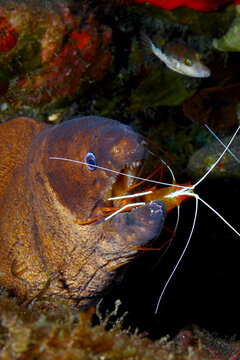 Camar&oacute;n Lady Escarlata limpiando boca de morena
