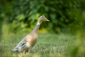 A beautiful Indian Runner Duck stands tall in a lush green field, its unique upright posture and graceful neck prominent against the soft, blurred background. © erwin