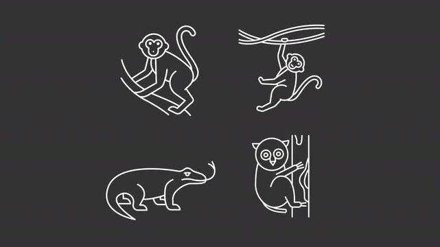 Four unique animal poses animation set. Wildlife creatures animated white line icons. Monkeys navigating tree. Tarsier clinging to trunk. Isolated elements on dark background. Alpha channel HD video