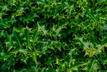 Obraz premium Dense spiny evergreen foliage resembling holly or holly olive, with glossy dark green leaves - 4 September 2026.