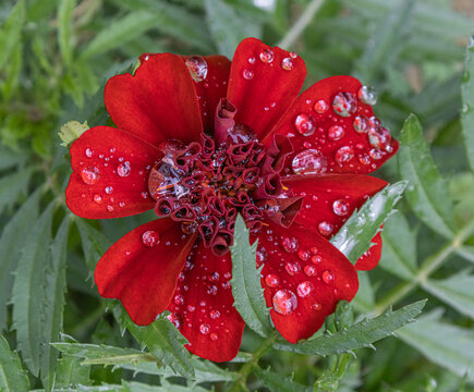 Red cinquefoil flower covered with water droplets