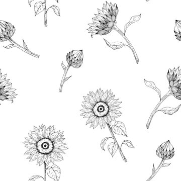 Vector sunflower seamless pattern, graphic hand drawn isolated illustration. Botanical hand drawn clipart, ideal for seasonal, halloween, forest, or nature-themed designs. Elegant endless floral sketc
