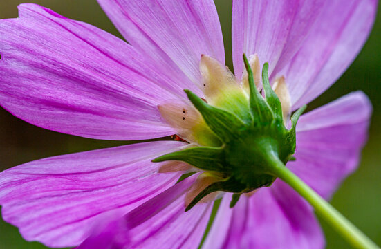 Cosmea Bl&uuml;te