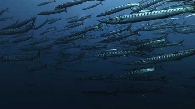 School of barracuda fish - Scuba diving in Majorca