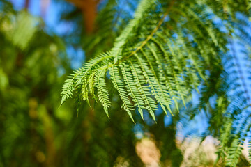 Close-up of green fern leaves in sunlight with blurred natural background © Iurii Gagarin