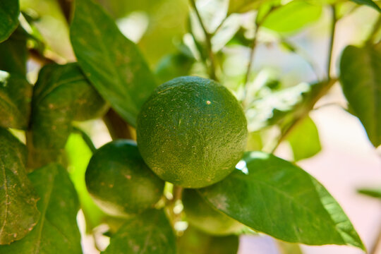 Close-up of green lemons on tree with lush foliage in sunlight
